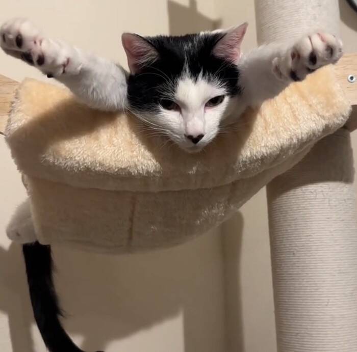 キャットタワーの上にいる猫を見てみたら…『今にも世界を救いそうな光景』に爆笑の声「可愛すぎて吹いた」「かなり飛びそうｗ」と53万再生