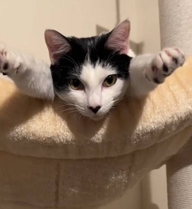 キャットタワーの上にいる猫を見てみたら…『今にも世界を救いそうな光景』に爆笑の声「可愛すぎて吹いた」「かなり飛びそうｗ」と53万再生