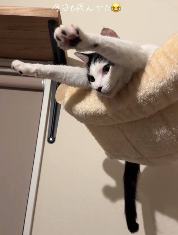 キャットタワーの上にいる猫を見てみたら…『今にも世界を救いそうな光景』に爆笑の声「可愛すぎて吹いた」「かなり飛びそうｗ」と53万再生