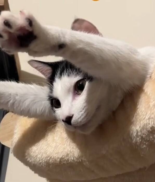 キャットタワーの上にいる猫を見てみたら…『今にも世界を救いそうな光景』に爆笑の声「可愛すぎて吹いた」「かなり飛びそうｗ」と53万再生
