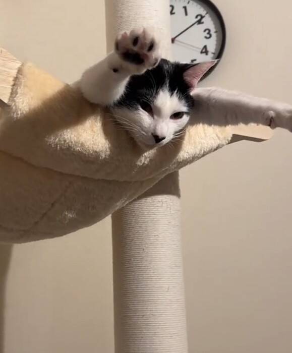 キャットタワーの上にいる猫を見てみたら…『今にも世界を救いそうな光景』に爆笑の声「可愛すぎて吹いた」「かなり飛びそうｗ」と53万再生