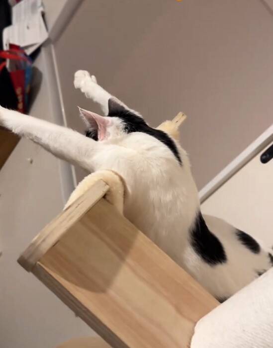 キャットタワーの上にいる猫を見てみたら…『今にも世界を救いそうな光景』に爆笑の声「可愛すぎて吹いた」「かなり飛びそうｗ」と53万再生