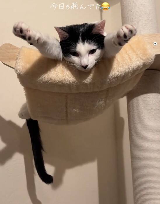 キャットタワーの上にいる猫を見てみたら…『今にも世界を救いそうな光景』に爆笑の声「可愛すぎて吹いた」「かなり飛びそうｗ」と53万再生