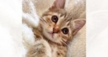 『天使のようにかわいかった子猫』が、７年後……衝撃のビフォーアフターに爆笑の声「大切にされた証ｗ」「立派な天使になったｗ」と話題