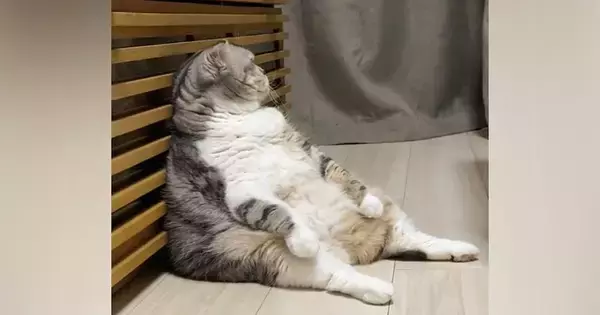 座っている猫に話しかけたら無視されて…何度か声をかけた結果→まさかの反応が387万再生「全てを知ってしまった猫」「貫禄がすごいｗｗ」