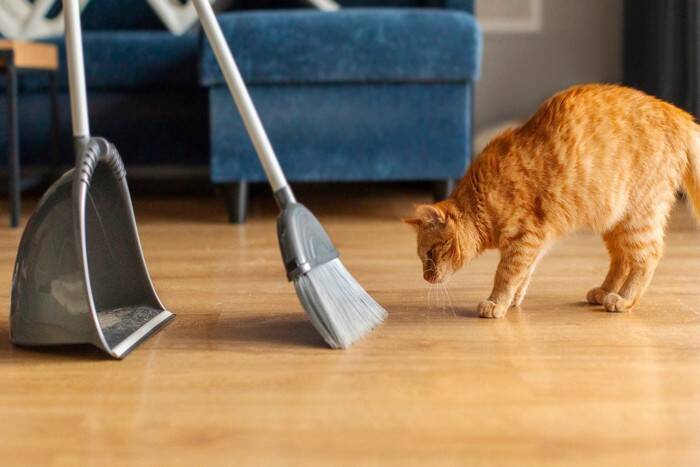猫の『お気に入りスポット』を掃除する方法5選　適切な頻度やお手入れのコツ