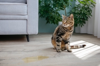 猫の飼い主がなりうる『育猫ノイローゼ』の原因5つ　起こりやすい問題や解決策をご紹介