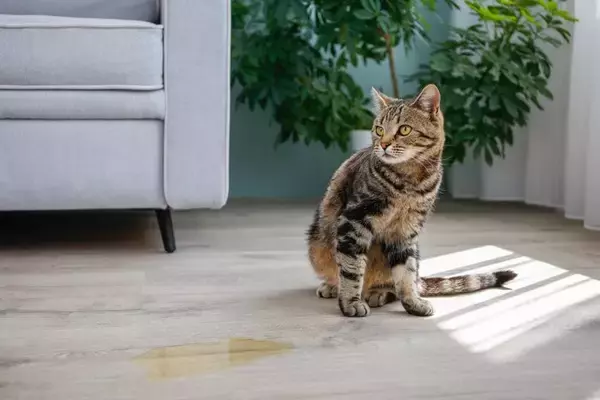 猫の飼い主がなりうる『育猫ノイローゼ』の原因5つ　起こりやすい問題や解決策をご紹介