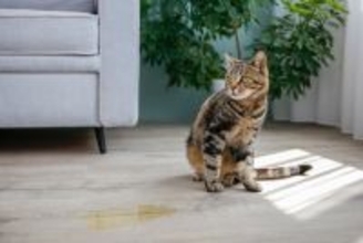 猫の飼い主がなりうる『育猫ノイローゼ』の原因5つ　起こりやすい問題や解決策をご紹介