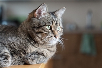 猫が『人をバカにしている』ように思える瞬間5選　行動の意味や考えられる心理を解説