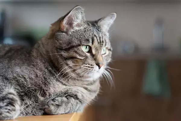 猫が『人をバカにしている』ように思える瞬間5選　行動の意味や考えられる心理を解説