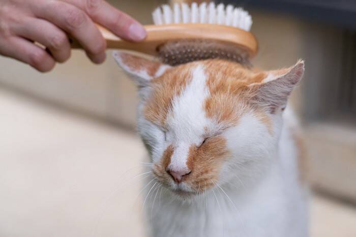 猫の抜け毛が増加する『換毛期』にすべき対策3つ　放置はNG？正しいケア方法まで