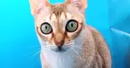 小型の撮影スタジオを設置したら、猫が入ってきて…可愛すぎる行動に笑ってしまうと32万表示「ネコホイホイｗ」「わたしが一番でしょう？」