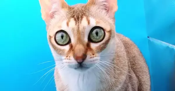 小型の撮影スタジオを設置したら、猫が入ってきて…可愛すぎる行動に笑ってしまうと32万表示「ネコホイホイｗ」「わたしが一番でしょう？」