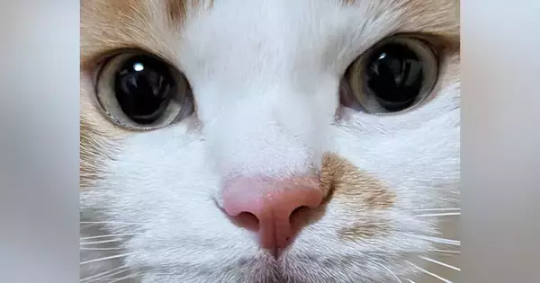 まん丸おめめの『可愛らしい顔をした猫』→リラックス中に撮影したら…驚きの『変貌ぶり』に「何かの間違いでしょｗ」「寝起きｗ」と爆笑の声