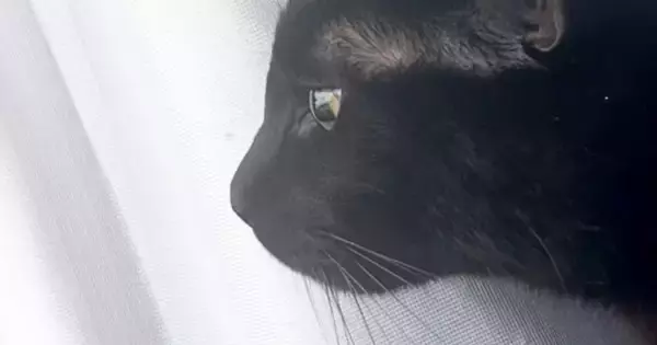 窓辺にいた黒猫→『カラス』が近づいてくると、『耳』がわかりやすく変化して…可愛すぎる瞬間に２万いいね「完全にゴジラ」「怖いよね～」