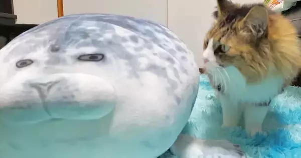 猫に『アザラシのぬいぐるみ』をあげた結果…10日後の『変わり果てた様子』に「アザラシの干物ｗ」「もうこね上がったんだｗ」と爆笑の声