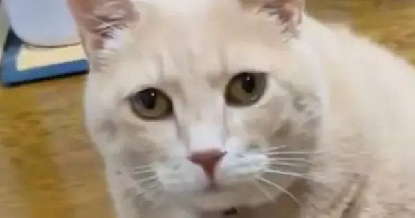 猫の『お気に入りのおもちゃ』で遊ぼうとしたら…『まさかの反応』に爆笑の声続出「何してんの？みたいな顔」「かわいいｗ」と３万いいね