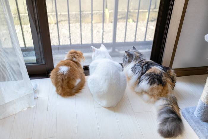 猫と暮らす家で『蚊取り線香』は使っていいの？　安全に使用するための注意点や虫よけ対策のコツ