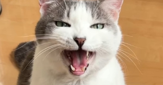 『先に寝ていた飼い主』に…一緒に寝たい猫が見せた『まさかの行動』が尊すぎると43万再生「めっちゃ感情豊かｗ」「甘えん坊でかわいい」