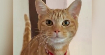 生後5か月の子猫、大きく口を開けると…想像以上に『下手な鳴き声』が341万表示「声出た」「可愛すぎて無理」と悶絶する人が続出