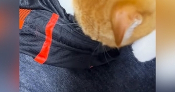 パパが履いていた『短パンの匂い』を嗅ぎ続ける猫→もう1匹も参戦して…まさかの光景に「マタタビの匂いなのかなｗ」「鼻水出たｗ」と爆笑の声