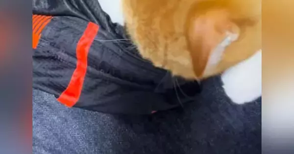 パパが履いていた『短パンの匂い』を嗅ぎ続ける猫→もう1匹も参戦して…まさかの光景に「マタタビの匂いなのかなｗ」「鼻水出たｗ」と爆笑の声