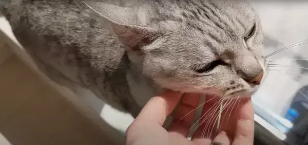 娘に全力で甘えるようになったツンツンな猫→ママとの『まさかの対応の差』に爆笑する人続出「ママにも甘えてあげてｗ」「笑った」と17万再生