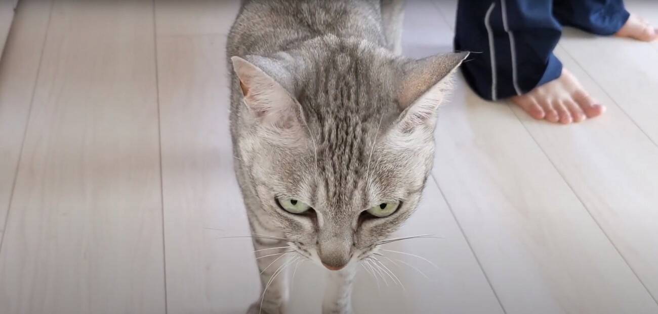 娘に全力で甘えるようになったツンツンな猫→ママとの『まさかの対応の差』に爆笑する人続出「ママにも甘えてあげてｗ」「笑った」と17万再生