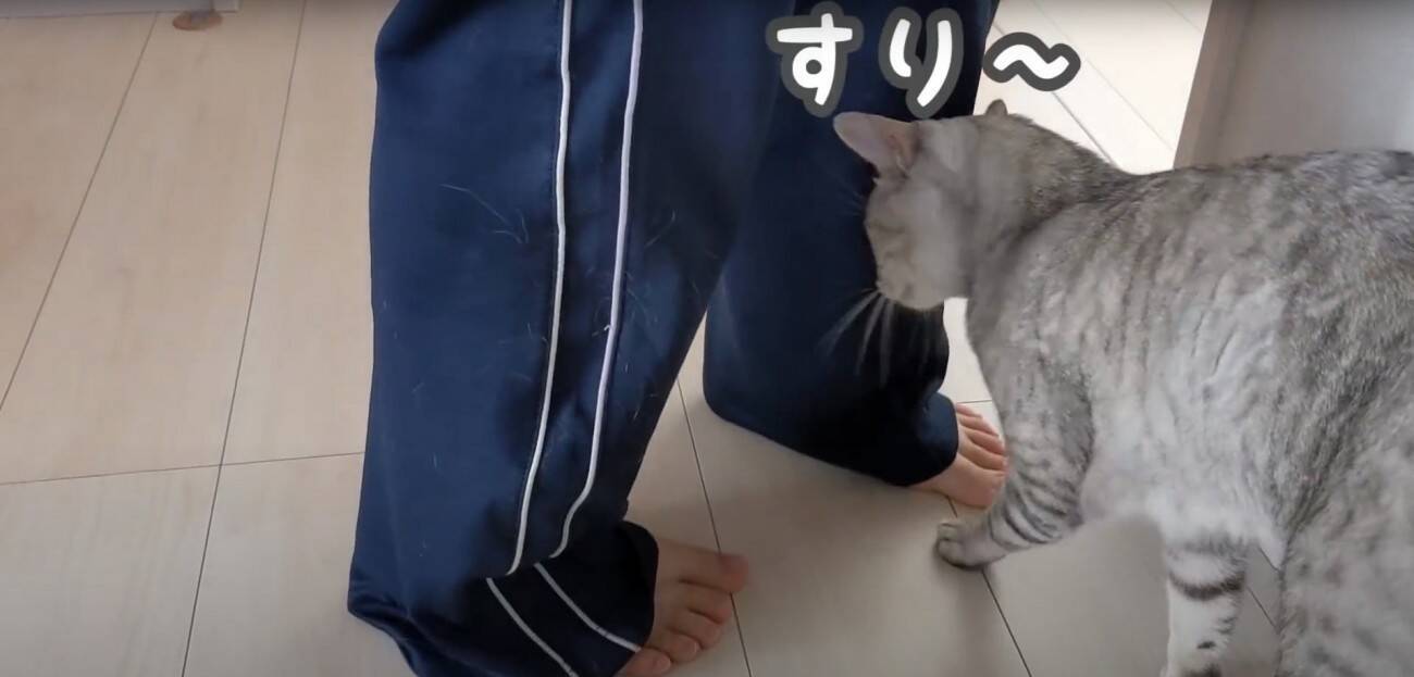 娘に全力で甘えるようになったツンツンな猫→ママとの『まさかの対応の差』に爆笑する人続出「ママにも甘えてあげてｗ」「笑った」と17万再生