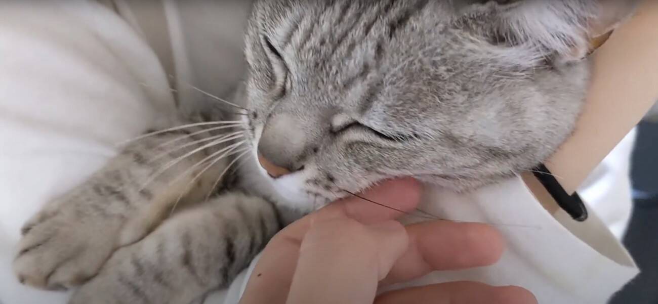 娘に全力で甘えるようになったツンツンな猫→ママとの『まさかの対応の差』に爆笑する人続出「ママにも甘えてあげてｗ」「笑った」と17万再生