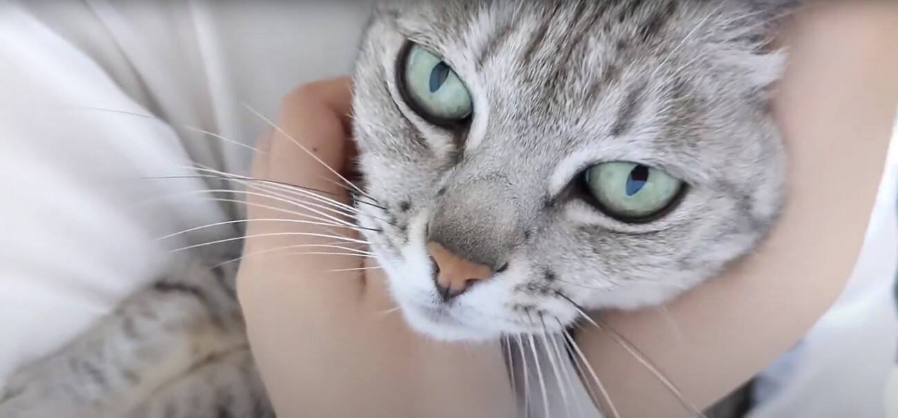 娘に全力で甘えるようになったツンツンな猫→ママとの『まさかの対応の差』に爆笑する人続出「ママにも甘えてあげてｗ」「笑った」と17万再生