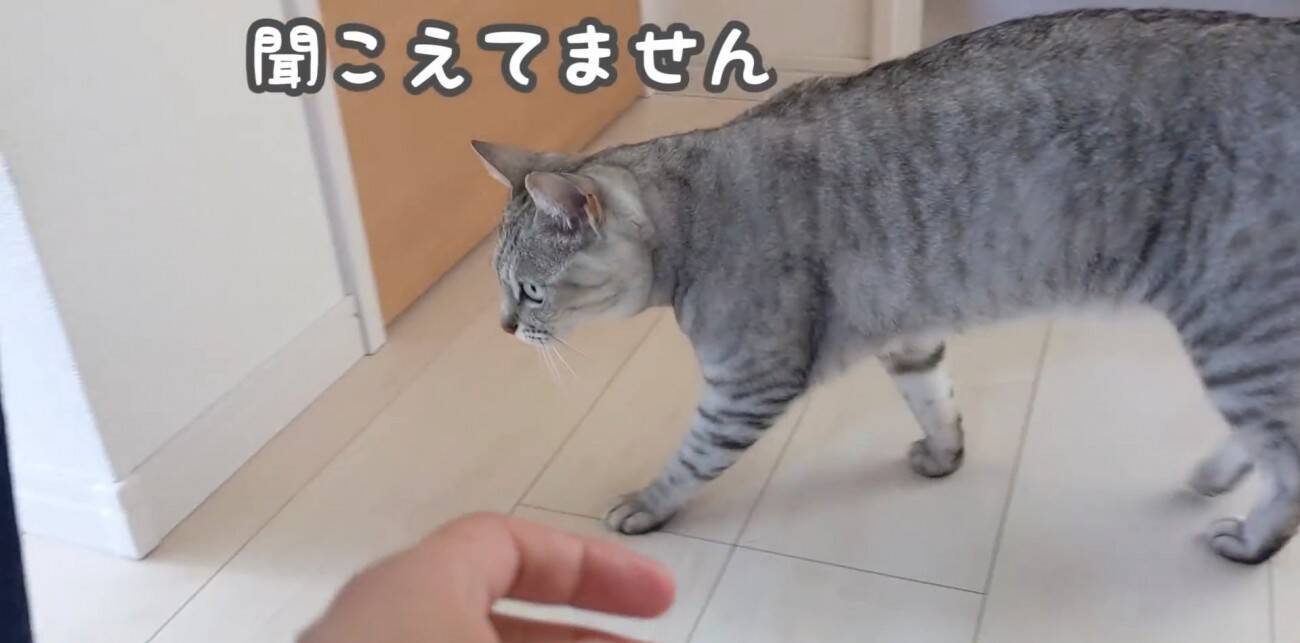 娘に全力で甘えるようになったツンツンな猫→ママとの『まさかの対応の差』に爆笑する人続出「ママにも甘えてあげてｗ」「笑った」と17万再生