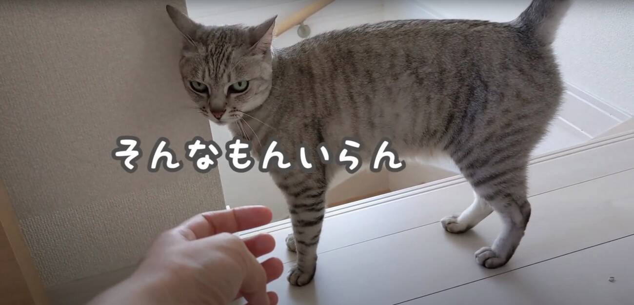 娘に全力で甘えるようになったツンツンな猫→ママとの『まさかの対応の差』に爆笑する人続出「ママにも甘えてあげてｗ」「笑った」と17万再生
