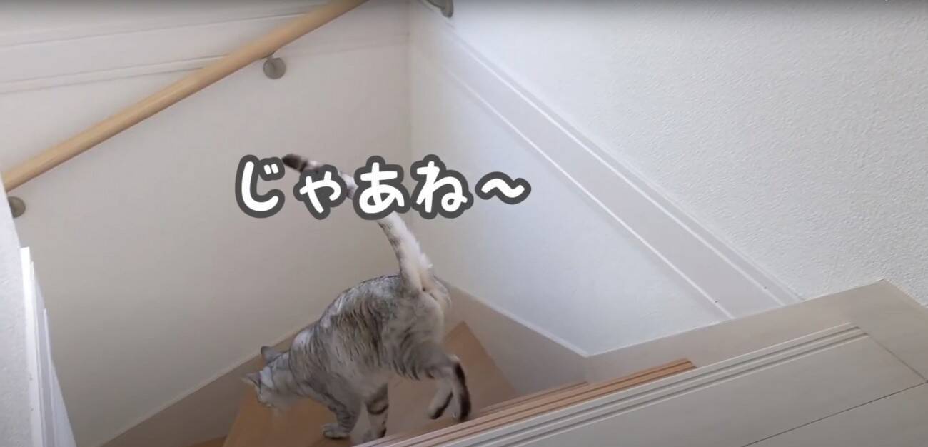 娘に全力で甘えるようになったツンツンな猫→ママとの『まさかの対応の差』に爆笑する人続出「ママにも甘えてあげてｗ」「笑った」と17万再生