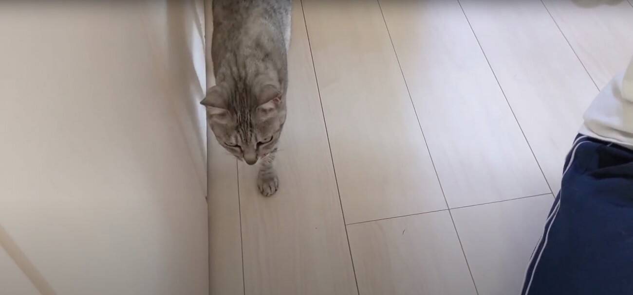 娘に全力で甘えるようになったツンツンな猫→ママとの『まさかの対応の差』に爆笑する人続出「ママにも甘えてあげてｗ」「笑った」と17万再生