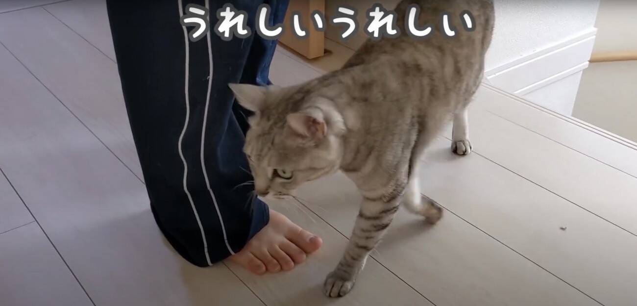 娘に全力で甘えるようになったツンツンな猫→ママとの『まさかの対応の差』に爆笑する人続出「ママにも甘えてあげてｗ」「笑った」と17万再生