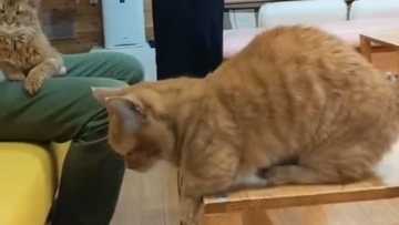 『情報量多すぎ』猫カフェにカップルが来店した日の様子が…→笑撃の光景が713万表示「脳が処理しきれなかったｗ」「トレーニング中？ｗ」