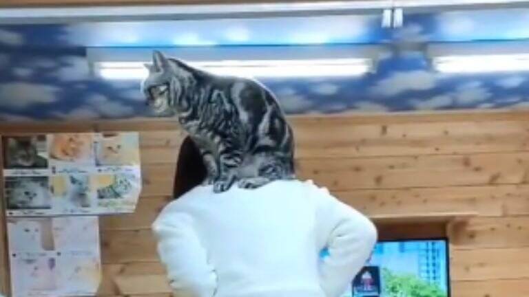 『情報量多すぎ』猫カフェにカップルが来店した日の様子が…→笑撃の光景が713万表示「脳が処理しきれなかったｗ」「トレーニング中？ｗ」