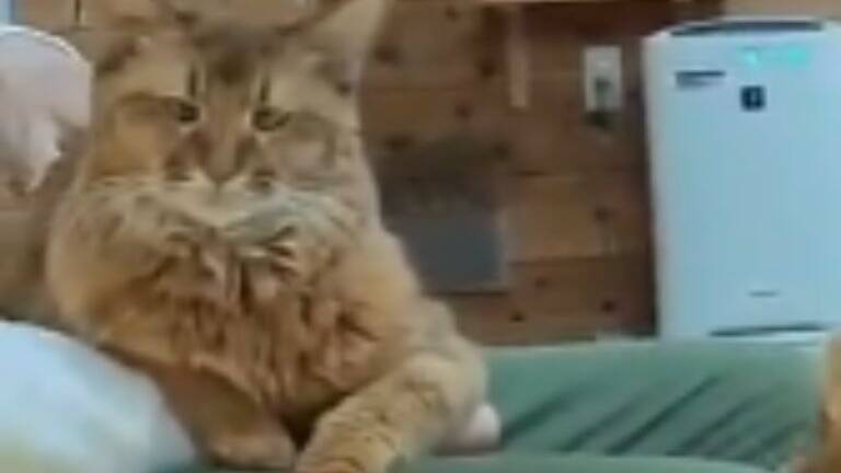 『情報量多すぎ』猫カフェにカップルが来店した日の様子が…→笑撃の光景が713万表示「脳が処理しきれなかったｗ」「トレーニング中？ｗ」