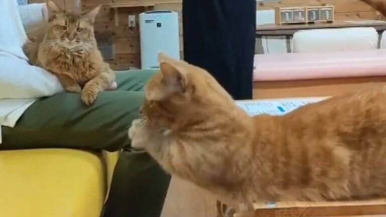 『情報量多すぎ』猫カフェにカップルが来店した日の様子が…→笑撃の光景が713万表示「脳が処理しきれなかったｗ」「トレーニング中？ｗ」