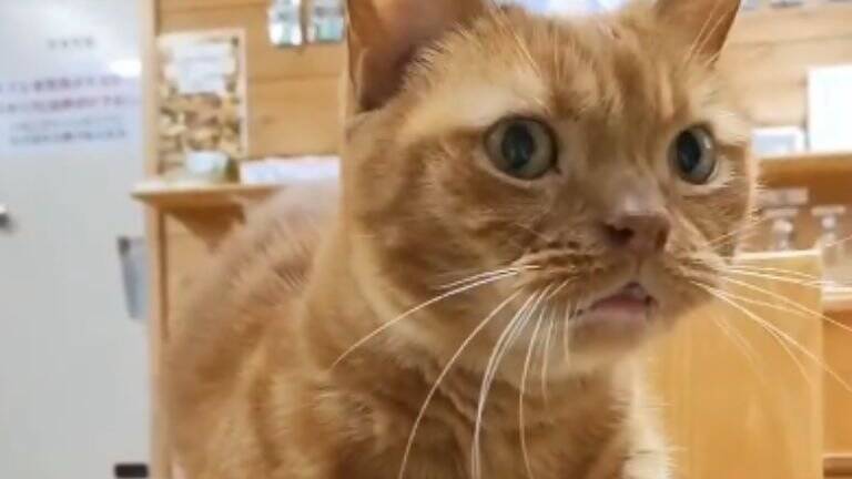 『情報量多すぎ』猫カフェにカップルが来店した日の様子が…→笑撃の光景が713万表示「脳が処理しきれなかったｗ」「トレーニング中？ｗ」