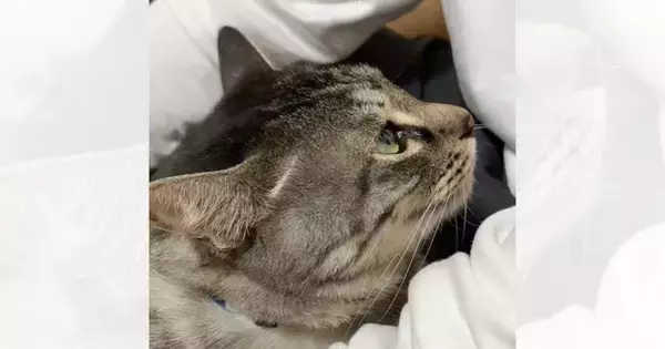 『初対面の友人』に、『甘えん坊な猫』が……まさかの光景が羨ましすぎると46万再生「やばい可愛い」「帰れなくなるｗ」と悶絶する人が続出