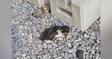 母猫に置いてきぼりにされた『生後2日の赤ちゃん猫』を保護→1か月お世話した結果…感動の変化が58万再生「救ってくれてありがとう」