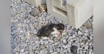 母猫に置いてきぼりにされた『生後2日の赤ちゃん猫』を保護→1か月お世話した結果…感動の変化が58万再生「救ってくれてありがとう」