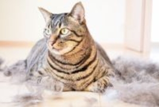 猫との暮らしで見かける『落とし物』4選　抜け落ちた歯や毛…健康に問題はある？