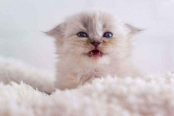 猫との暮らしで見かける『落とし物』4選　抜け落ちた歯や毛…健康に問題はある？