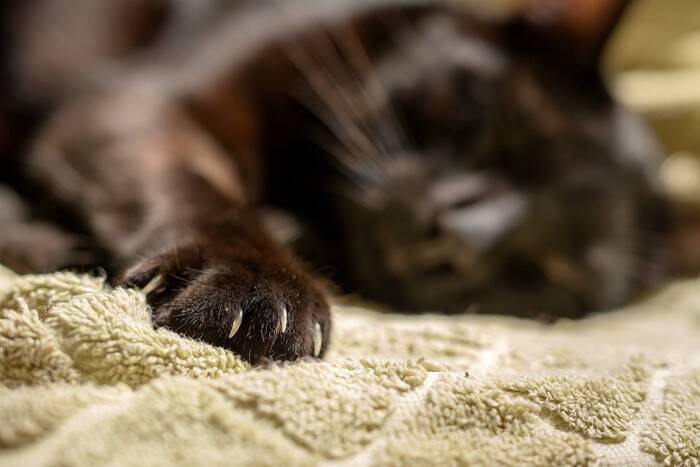 猫との暮らしで見かける『落とし物』4選　抜け落ちた歯や毛…健康に問題はある？