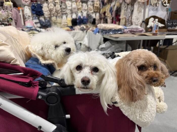 ２月２２日はにゃん・にゃん・にゃんの「猫の日」。Aichi Sky Expoで開催された「わんにゃんドーム2026」に行ってきました！