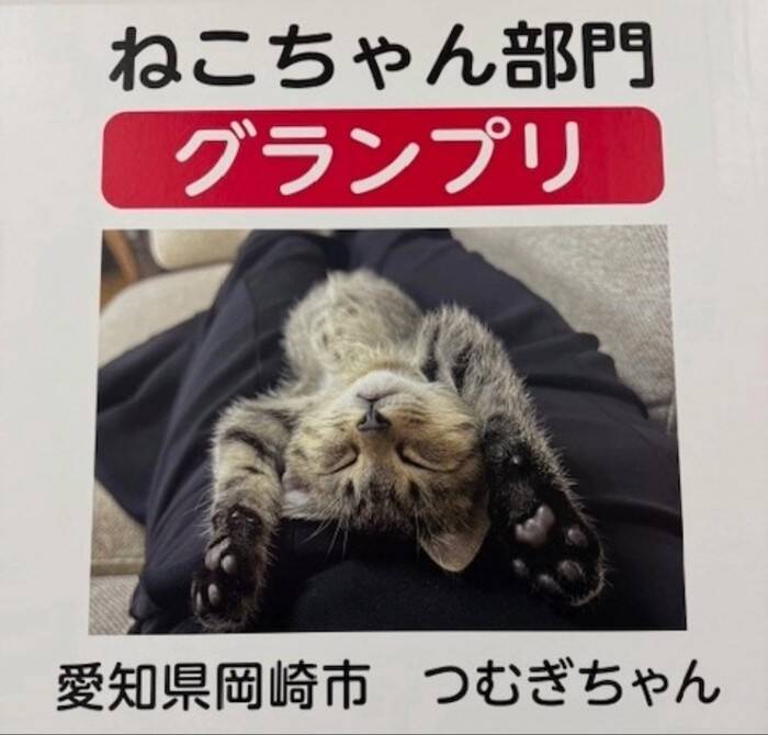 ２月２２日はにゃん・にゃん・にゃんの「猫の日」。Aichi Sky Expoで開催された「わんにゃんドーム2026」に行ってきました！